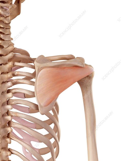 Striated Shoulderneck Muscles In Humans Human Anatomy Shoulder Neck