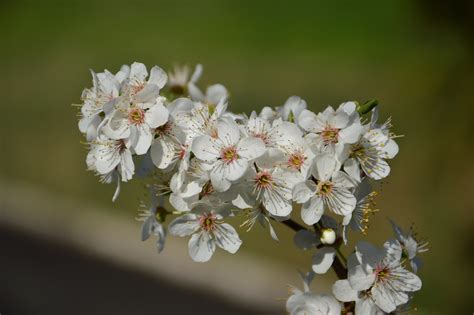 Le Printemps Fleurs De Cerisier Photo Gratuite Sur Pixabay Pixabay