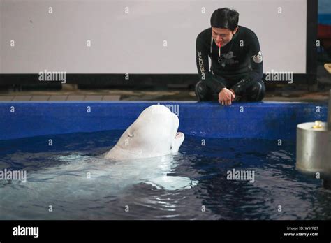 The Two Female Beluga Whales Little White And Little Grey Perform