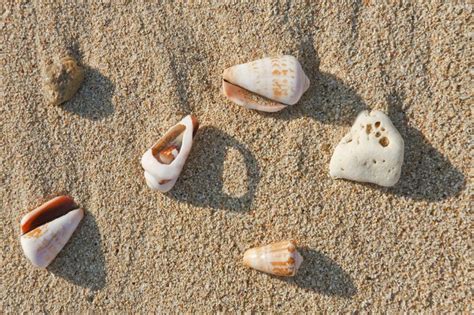 Crystal Cove State Park In Socal Is The Best Place To Find Seashells