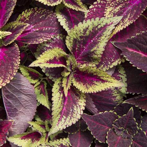 Wholesale Coleus Pistachio Nightmare Rooted Plug Liners