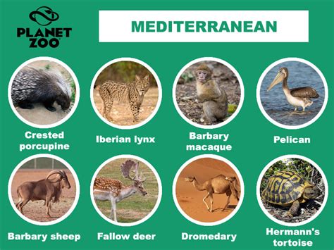 Ideas For A Mediterranean Dlc Both Standard And Animal Packs