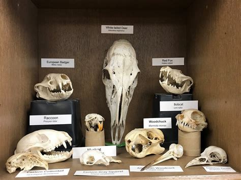 Animal Skull Identification Chart