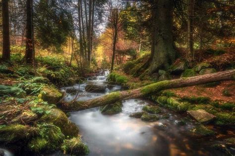 Inspirasi Top Most Beautiful Forest Landscapes