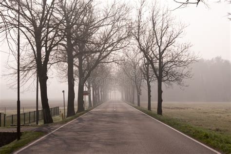 The Foggy Country Road Stock Photo Image Of Morning 39408690
