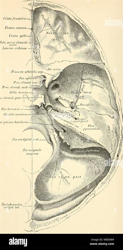 Die Descriptive Und Topographische Anatomie Des Menschen Proc