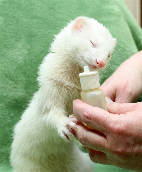 Ferrets Available for Adoption
