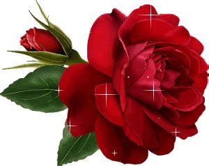 Rose Flower Rose Flower Animation