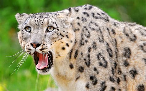 Photos Big Cats Snow Leopards Animals