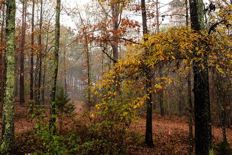 Foggy Morning 2 Henry County Georgia 2 Of 3 Views Neal Wellons