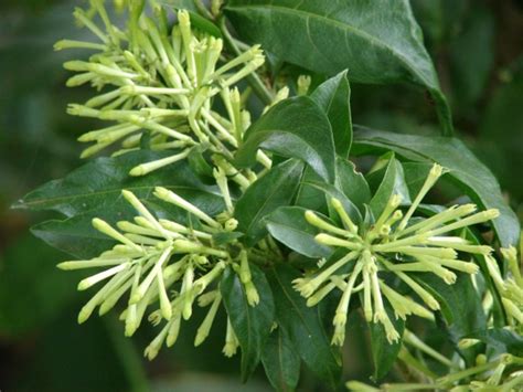 In north america, it grows best in u.s. Cestrum Nocturnum (Dama de Noche) - the world's strongest ...