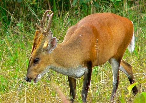 Calque of english in the red?) yutōyomi. 赤麂_360百科