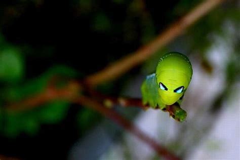 Alien Looking Insect Has Its Own Order International Inside