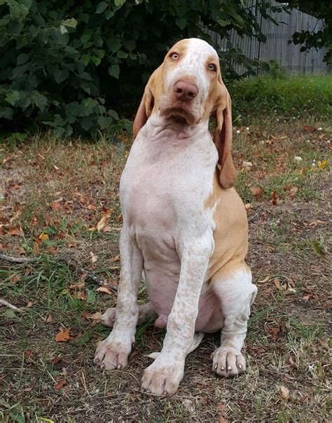 They are easily trained but only with an experienced and gentle hand and are very friendly and social dogs. Bracco Italiano, Bracco Italiano male, Dogs, for Sale, Price