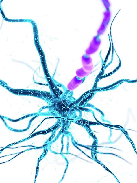 Illustration Of A Human Nerve Cell Photograph By Sebastian Kaulitzki