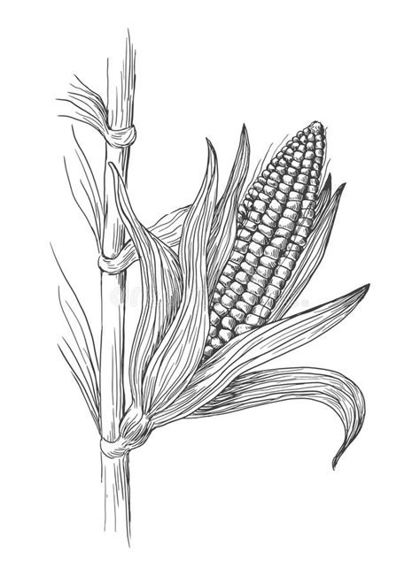 123clipartpng provides you with candy corn clipart black and white png, psd, icons, and vectors. corn stalk clipart black and white 13 free Cliparts ...