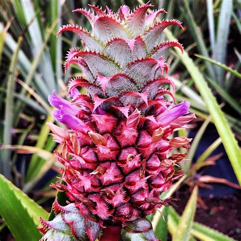 Pineapple To Be Blooming Pineapple Yevgen Pogoryelov Flickr