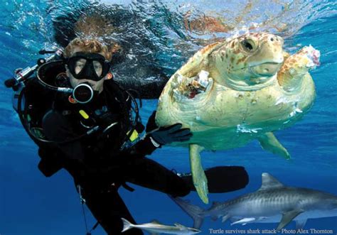 Oceanography Biological Oceanography