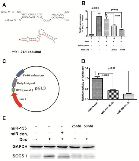 mir 155 targets 3 utr of socs1 gene and suppresses its expression a download scientific