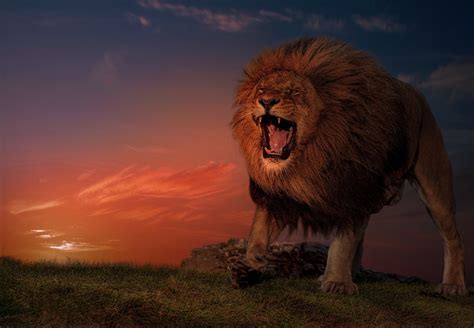 Download Roar Animal Lion Hd Wallpaper