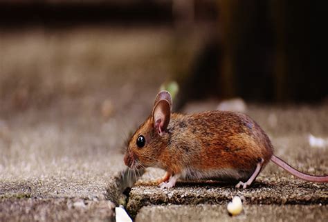 We exterminate termites and offer. Top 5 Reliable Pest Control Services in Singapore 2021