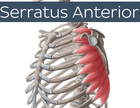 Serratus Anterior Strengthening Exercises The Prehab Guys