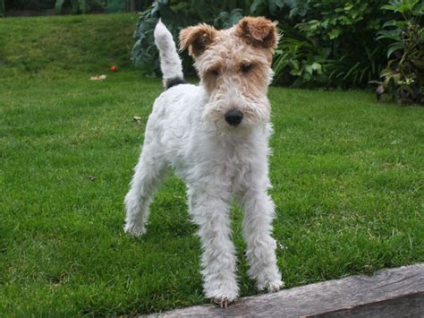 Foxi kutya, drótszőrű foxterrier