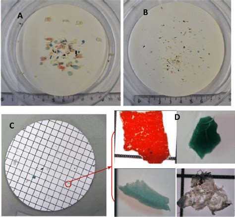 Microplastics Of Different Size Ranges A 1 5 Mm B 05 1 Mm C