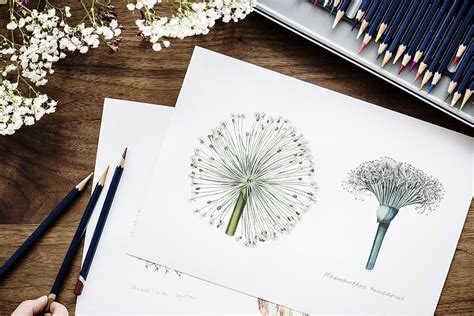 Gambar sketsa kupu kupu : Sketsa Gambar Bunga Matahari Dan Kupu Kupu - Koleksi ...