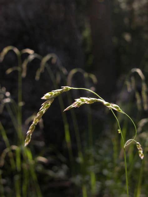 Calphotos Vahlodea Atropurpurea