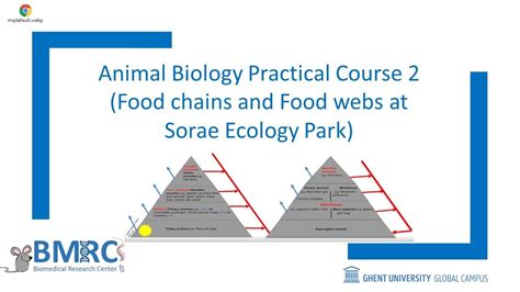Animal Biology Practical 2 Energy Flow In The Sorae