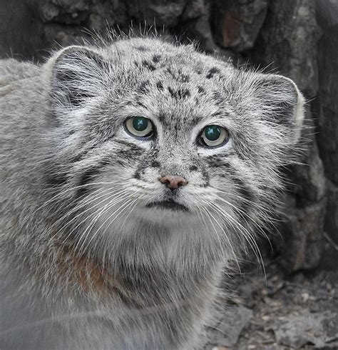 Don't keep pallas /manul cats as pets. Erwin, the Pallas Cat - stobinska-group.eu