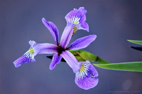 Shamik Photography ~ Devoted To The Natural Elements Wild Iris Wild