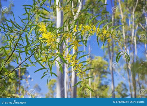 Golden Wattle Acacia Pycnantha In Full Bloom Australia Royalty Free