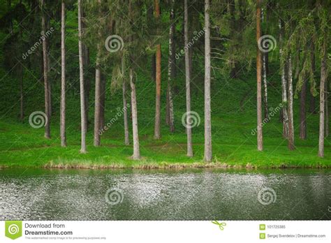 Coniferous Pine Forest And Lake Mirror Reflection Wild Woods Landscape