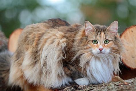 Norwegian Forest Cat Female In Forest Stock Photo Image Of Face