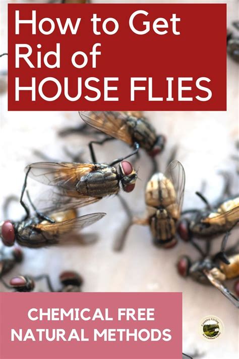 How To Get Rid Of Flies In The House Get Rid Of Flies Fly Repellant