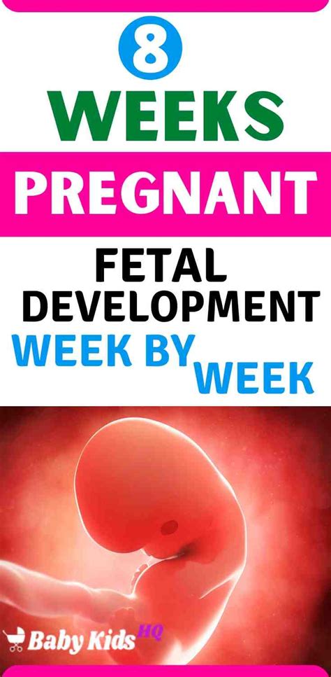 Baby Development In Womb 8 Weeks Pregnant Babykidshq