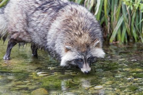 Raccoon Dog At The River This Is A Raccoon Dog Looks