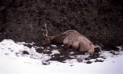 winter kill facts flat tops elk hunting