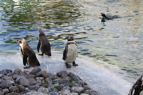 Toronto zoo penguins font download is available free from fontget. Toronto Zoo Separates Gay Penguins — Vagabondish
