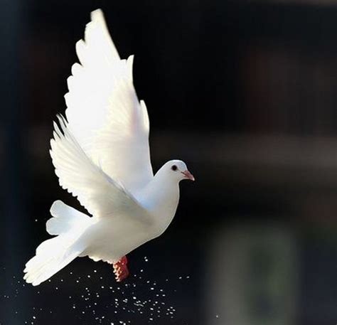 White Dove Beautiful Bird Animal Freedom Wallpaper 1444x1393 616654