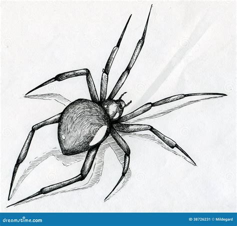 Realistic Black Widow Spider Drawing Drawing 3d Black Widow Spider