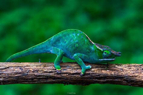 Canopy Chameleon Chameleon National Geographic Chameleon Lizard