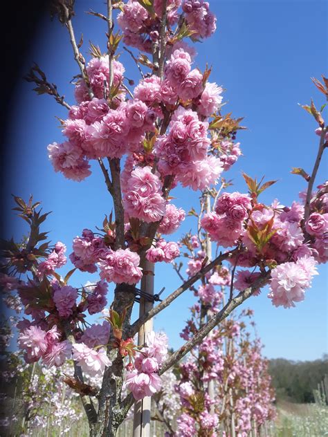 Prunus Flowering Cherry