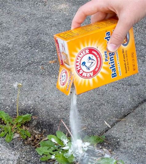 8 Clever Hacks To Use Baking Soda In The Garden