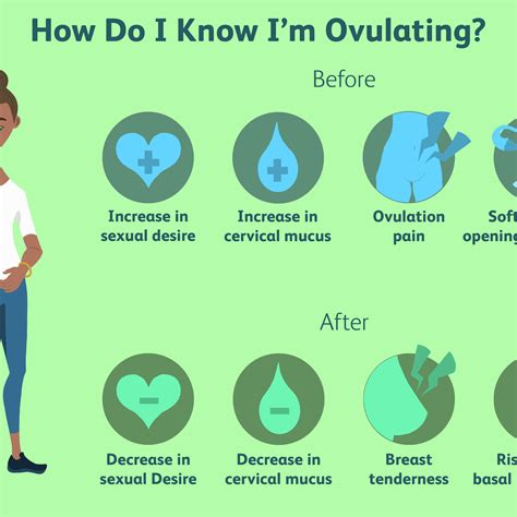 That, combined with the 36 hours between a positive ovulation test and ovulation, means you may only have about 60 hours (or 2 ½ days) during your cycle when conception is even possible. What Is Ovulation Period | Know It Info
