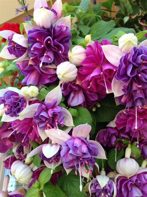 When the root of the cutting are touching the outside of the pot they may be put into your desired position (hanging basket, container or garden) Pin de Eva Lammers en outdoors | Flores