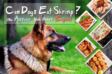 Coconut flour is very high in. Can Dogs Eat Shrimp? The Answer You Didn't Expect | E Find ...