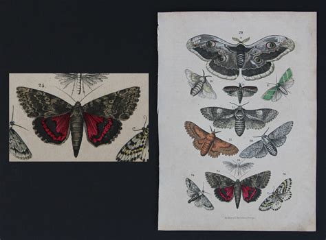 1840s Original Antique Lithograph Of Butterflies Moths From Vianova